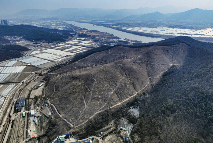 12일 경북 고령군 다산면 일대 야산에서 소나무재선충병 확산을 막기 위한 수종전환 방제로 소나무류가 벌채된 산 능선이 드러나 보이고 있다. 산림청과 경북도, 고령군은 재선충병 집단 발생 지역을 특별방제구역으로 지정해 소나무류를 제거하고 활엽수 중심의 숲으로 전환하는 방제를 추진하고 있으며 대체수목 조림비와 파쇄·대용량 훈증 등 방제비용을 지원하고 있다.
이현덕기자 lhd@yeongnam.com