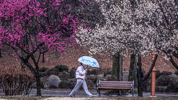 12일 대구 달서구 계명대학교 성서캠퍼스에서 봄비가 내리는 가운데 우산을 쓴 학생이 활짝 핀 홍매화와 백매화 사이를 걸어가고 있다. 대구지방기상청은 당분간 포근한 날씨가 이어질 것으로 예보했다.
이현덕기자 lhd@yeongnam.com 