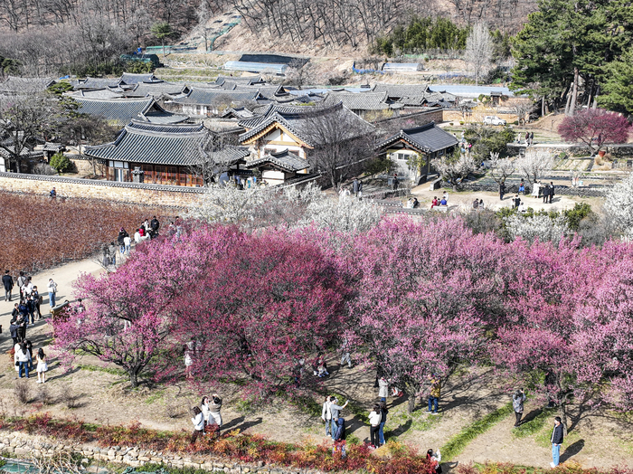 14일 대구 달성군 화원읍 남평문씨본리세거지를 찾은 시민들이 한창 꽃을 피우고 있는 매화를 감상하며 봄 정취를 즐기고 있다. 홍매와 백매가 어우러져 꽃을 피우면서 주말을 맞은 상춘객들의 발길이 이어지고 있다.
이현덕기자 lhd@yeongnam.com 