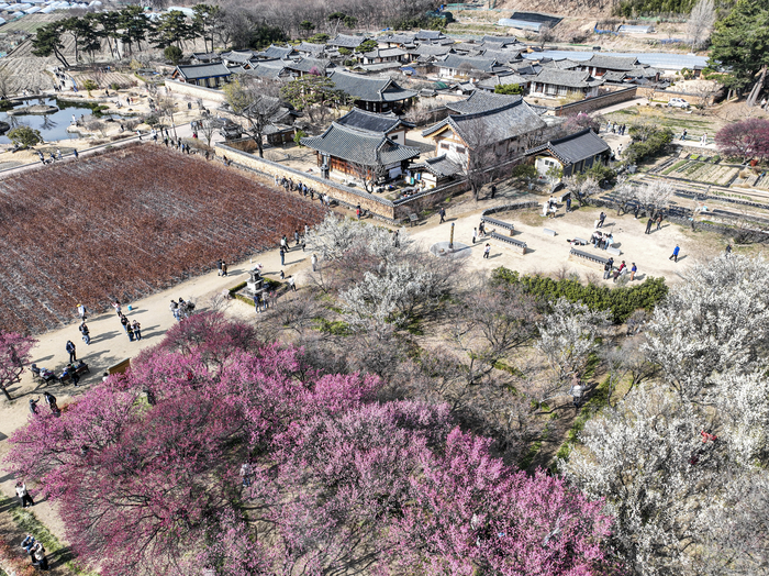 14일 대구 달성군 화원읍 남평문씨본리세거지를 찾은 시민들이 한창 꽃을 피우고 있는 매화를 감상하며 봄 정취를 즐기고 있다. 홍매와 백매가 어우러져 꽃을 피우면서 주말을 맞은 상춘객들의 발길이 이어지고 있다.
이현덕기자 lhd@yeongnam.com 