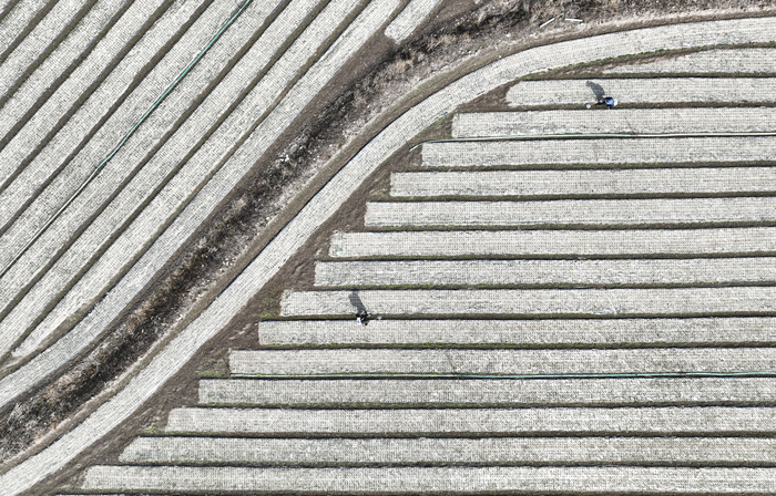 17일 대구 군위군의 한 들녘에서 농민들이 마늘밭에 제초제를 뿌리며 봄철 영농작업을 하고 있다. 낮 최고기온이 18.8℃까지 오른 가운데 대구지방기상청은 당분간 꽃샘추위 없는 포근한 날씨가 이어질 것으로 예보했다.
이현덕기자 lhd@yeongnam.com 