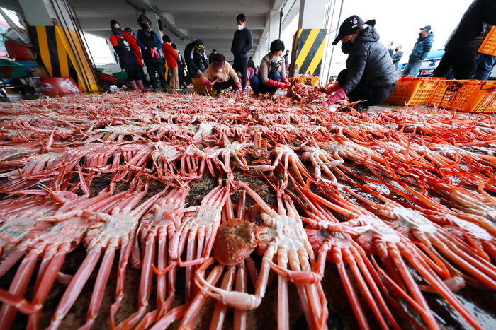 울진대게가 죽변항에서 입찰 준비하기 위해 대게 정리된 모슴.<원형래기자>