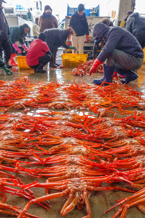 붉은대게가 어민들 손에 정리돼 입찰 준비에 분주하다.<원형래기자>