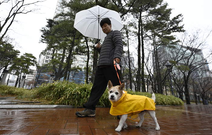 봄비가 내린 18일 오전 대구 중구 국채보상운동공원에 산책을 나온 반려견이 우비를 입고 산책을 하고 있다. 대구기상청 관계자는 19일 아침 기온이 다시 낮아져 일교차가 크겠으며 낮 최고 기온은 오름세를 보여 포근한 날씨를 보이겠다고 예보했다.
이윤호기자 yoonhohi@yeongnam.com
