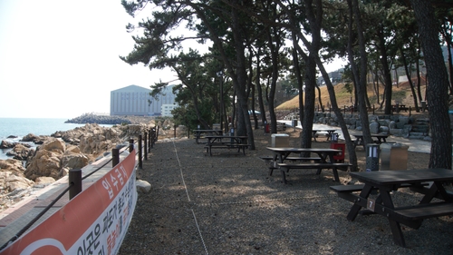 바닷가 울창한 솔숲에는 피크닉장이 조성되어 있다. 예약제로만 운영되는데 주말이나 휴가철이면 어마어마한 인기를 자랑한다.