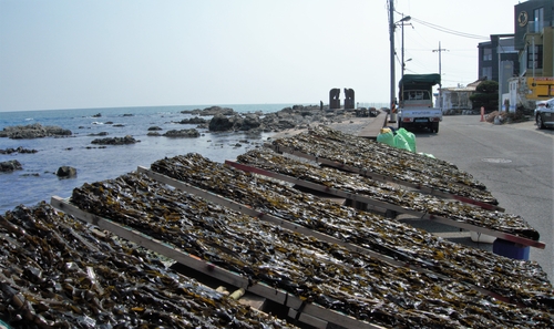 미역을 붙인 건조대가 도로 벽에 비스듬히 누워있다. 멀리 보이는 탑이 성지방돌 제당 조형물이다.