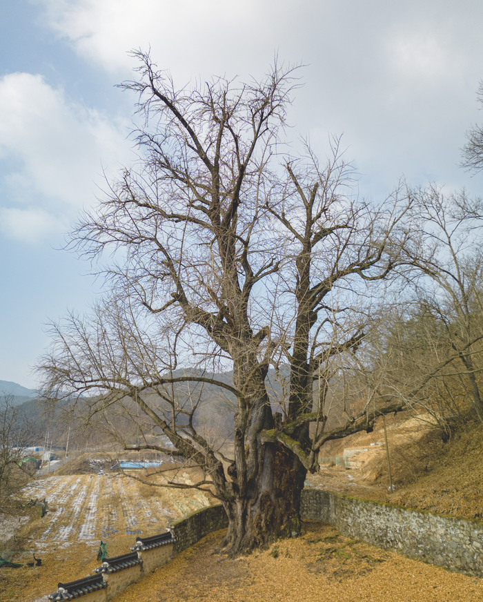 섬계서원 은행나무. <박광제 사진작가 제공>