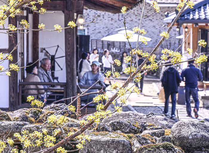 22일 휴일을 맞아 대구 군위군 부계면 한밤마을을 찾은 나들이객들이 한옥카페에 앉아 산수유꽃이 핀 돌담을 바라보며 봄의 운치를 즐기고 있다. 대구지방기상청은 당분간 맑은 날과 흐린 날이 이어지는 가운데 대체로 포근한 날씨를 보일 것으로 예보했다.
이현덕기자 lhd@yeongnam.com 