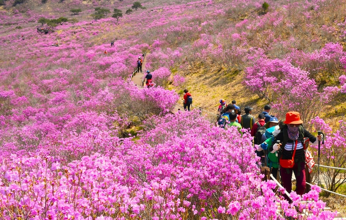 비슬산을 오르는 사람들. 비슬산참꽃 축제에선 꽃도, 관람객도, 비슬산의 모든 생태와 풍경, 심지어 봄을 맞은 계절까지도 주인공이 된다. <달성문화재단 제공>