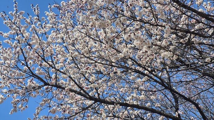 23일 경주시 용강동 원지길 40 산책로에서 살구꽃이 활짝 피어 봄기운을 전하고 있다. <장성재 기자>