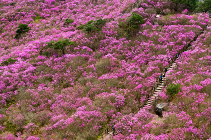 올해 비슬산 참꽃문화제는 4월17일부터 19일까지 국내 최대의 참꽃군락지인 비슬산에서 열린다. 이 축제는 그동안 흔한 꽃으로 여겨지던 진달래를 참꽃이라는 이름으로 새롭게 알린 축제이기도 하다. <달성문화재단 제공>