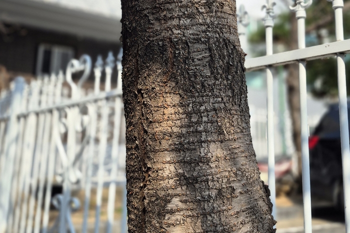 23일 경주시 황성로 64번길에 있는 벚꽃나무 기둥에 벚나무 특유의 가로 무늬가 나타나 있다. 벚나무와 살구나무는 수피 차이로도 구별 단서를 찾을 수 있다. <장성재 기자>