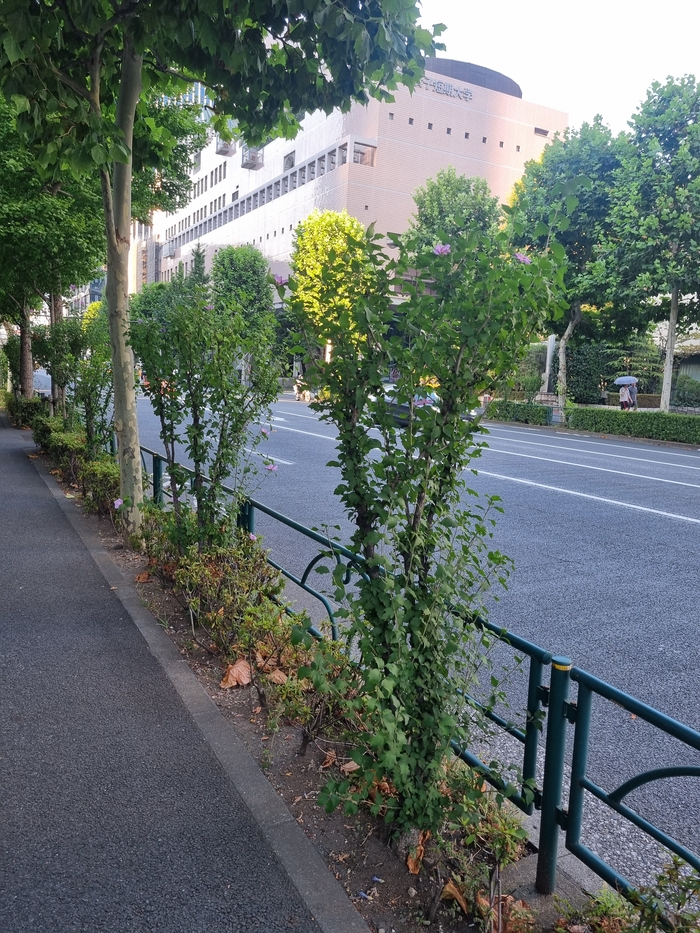 도쿄 미나토 구 가로수로 무궁화가 많이 심어져 있다. 가자치기도 잘 되어 있고 꽃 봉우리 관리도 잘되어서 보기가 좋다.<임 원장 제공>