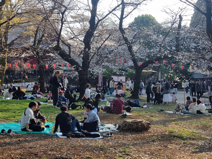 우에노 공원의 벗꽃. 아침 일찍부터 신입생이 자리를 맡고 준비를 하면 직장인들은 동료들과 친목을 도모하는 의식을 가진다.<임 원장 제공>