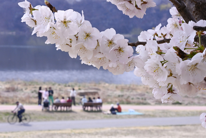 24일 대구 동구 금호강 둔치에서 일부 벚나무에 꽃이 피기 시작한 가운데 시민들이 강변을 따라 쉬어가며 봄 정취를 즐기고 있다. 금호강 둔치 일대에는 볕이 잘 드는 구간부터 벚꽃이 차례로 피어나 시민들의 눈길을 끌고 있다.
이현덕기 lhd@yeongnam.com 