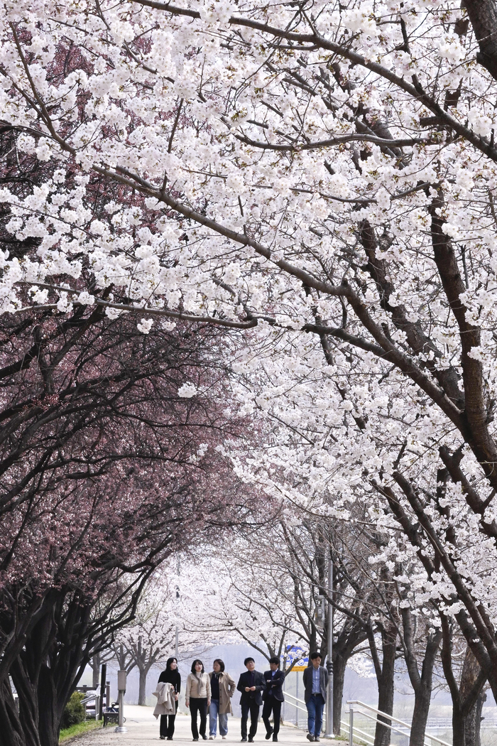 24일 대구 동구 금호강 둔치에서 시민들이 꽃이 피기 시작한 벚꽃길을 걸으며 봄 정취를 즐기고 있다. 금호강 둔치 일대에는 볕이 잘 드는 구간부터 벚꽃이 차례로 피어나 시민들의 눈길을 끌고 있다.
이현덕기 lhd@yeongnam.com 