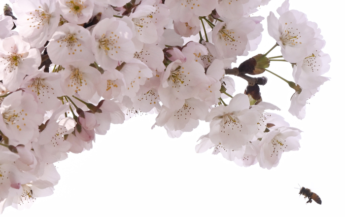 24일 대구 동구 금호강 둔치에서 꽃이 피기 시작한 벚나무 주변으로 꿀벌 한 마리가 날아들고 있다. 금호강 둔치 일대에는 볕이 잘 드는 구간부터 벚꽃이 차례로 피어나 시민들의 눈길을 끌고 있다.
이현덕기 lhd@yeongnam.com 