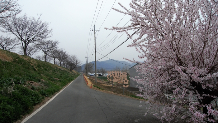 골목 끝자락 둑 아래에는 야생화로 조성한 기차마을 꽃길이 있다. 꽃길 앞에 벚나무 한 그루 저 혼자만 화사하다.