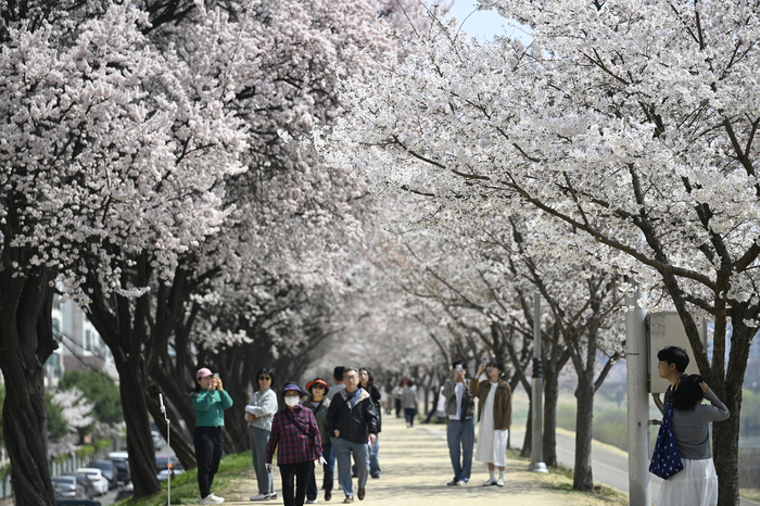 [포토뉴스] 따뜻한 봄 날씨에 벚꽃 감상하는 시민들