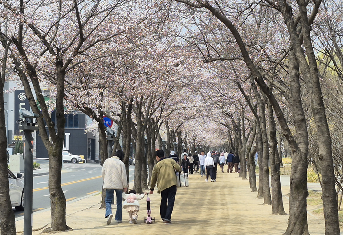 29일 오전 대구 수성구 수성못 벚꽃터널 일대가 벚꽃을 즐기려는 상춘객들로 북적이고 있다. 조윤화 기자