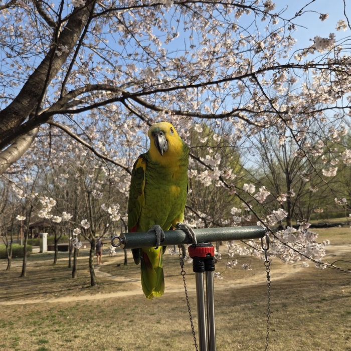 지난달 29일 대구 동구 율하체육공원에 봄나들이 나온 앵순이가 봄볕을 한껏 누리고 있다. 강명주 시민기자