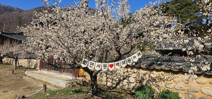 회연서원에 백매화가 활짝피어 아름다운 자태를 드러내고 있다. 석현철 기자 shc@yeongnam.com