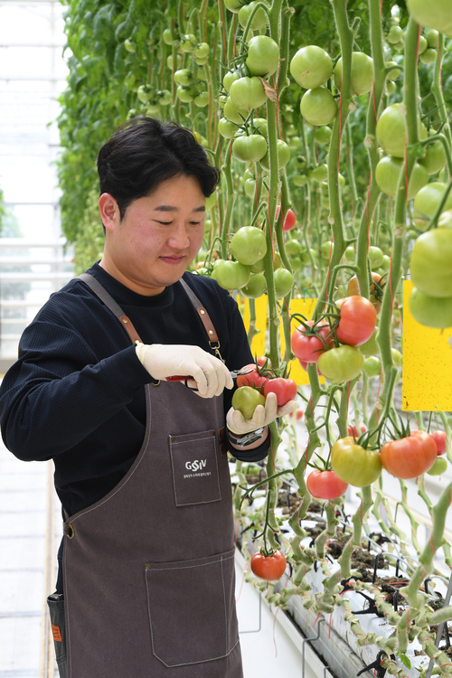 온실에서 토마토의 상태를 확인하는 임철씨. 경기 여주시에서 온 임씨는 농식품을 연구하다 영농의 길로 들어섰다.