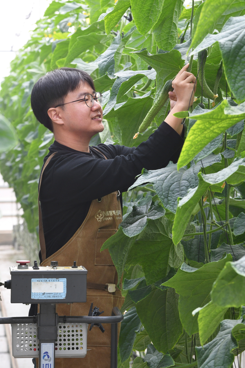 상주 스마트팜혁신밸리 온실에서 오이를 따고 있는 서지원씨. 서씨는 아내와 함께 상주 스마트팜혁밸리 창업보육센터를 4기로 수료하고 이곳에 정착해 농업에 매진하고 있다.