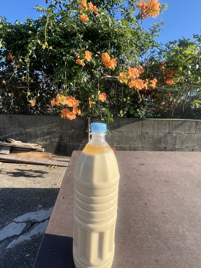 이맘때쯤 가장 맛있는 관매도 쑥 막걸리. 이걸 옆에 끼고 영화 왕과 사는 남자가 OTT에 풀리면 보겠다는 야무진 계획을 세웠건만, 영화는 극장에서 내려오지 못할 만큼 인기이고 내 TV가 먼저 수명을 다했다. <본인 제공>