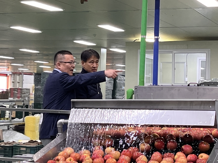강경우 의성군 유통정책과장(오른쪽)과 신화경 참 유통본부장(왼쪽)이 AI선별기의 세척과정을 통과하는 사과를 살펴보고 있다. 마창훈 기자