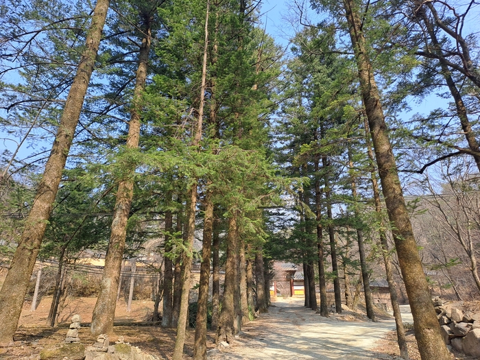 문경 산북면 김룡사로 이어지는 전나무 숲길 전경. 곧게 뻗은 전나무들이 터널처럼 이어진 길 사이로 햇살이 스며들며 고즈넉한 산사의 분위기를 자아낸다.  <강남진 기자>