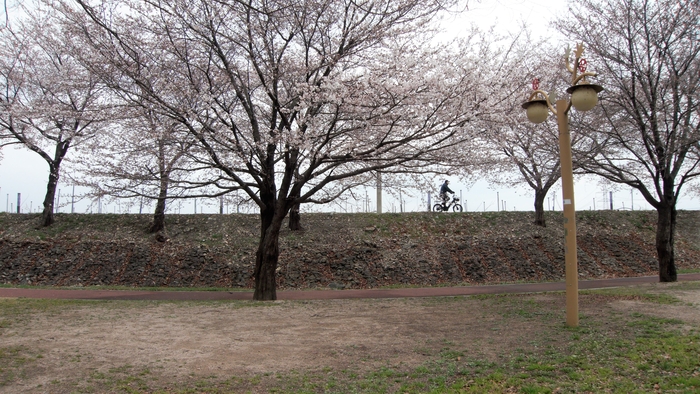 벚꽃 예쁜 길. 선원2리 주민 정연수씨가 왕벚나무 600주를 기증하여 조성된 길로 4.8㎞ 이어진다.