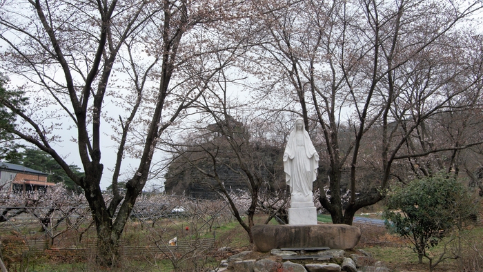 임고성당의 성모상 뒤로 임고서원의 조옹대가 보인다. 구름 때문인지, 꽃 때문인지 아슴푸레하다.