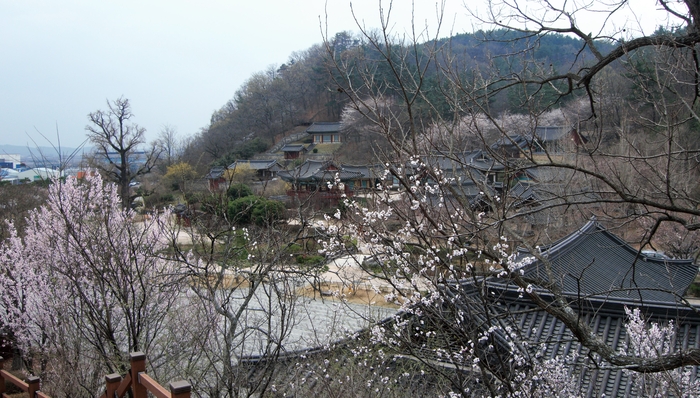 서원의 고요한 엄숙함 가운데에도 봄은 아우성이다. 서원 경역 곳곳에 벚꽃, 산수유, 조팝나무, 목련, 미선나무, 능수벚꽃 등이 피어있다.