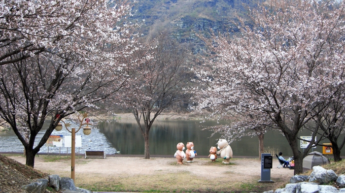 영천 벚꽃100리길 초입의 곰들덤 공원. 벚꽃이 피기 시작했다. 곰들덤은 구전되어온 명칭으로 곰바위 절벽 또는 곰들이 놀던 들판이라는 뜻이다.
