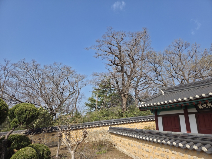 흥해향교를 둘러싸고 있는 이팝나무 군락. 수령 100년을 넘어 그 높이가 평균 12.5m에 달한다.