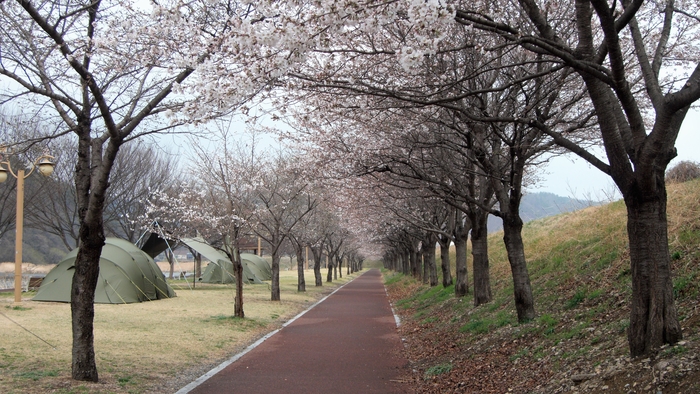 천변에 늘어선 나무는 느티나무다. 벚나무는 둑길 바로 아래에서 터널을 이룬다. 꽃 아래 이미 텐트가 여럿이다.