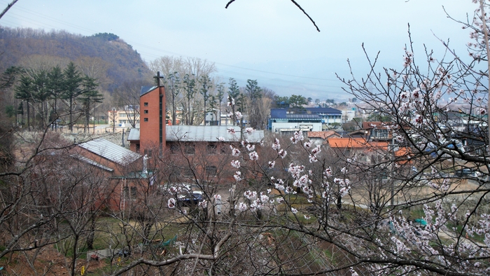 조옹대에서 본 임고성당. 종탑 너머 높이 솟구친 나무들은 임고초등학교 교정의 플라타너스, 느티나무, 히말라야삼나무 등의 수목들이다.