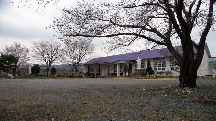 임고성당 평천공소. 과거 공민학교 건물로 보라색 지붕이 눈에 띈다. 만개한 벚꽃과 지붕이 어우러진 풍경이 알음알음 이름나 있다.