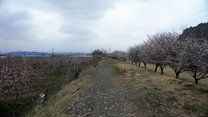 둑길 오른편에는 벚꽃, 왼편은 복사꽃이다. 둑길의 개쑥갓과 봄까치꽃과 광대나물과 꽃다지는 자세히 보아야 보인다.