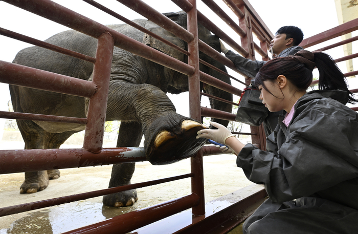 3일 오후 대구 중구 달성공원 코끼리사에서 본보 조윤화 기자가 코순이 발톱을 세척하고 있다. 이윤호기자