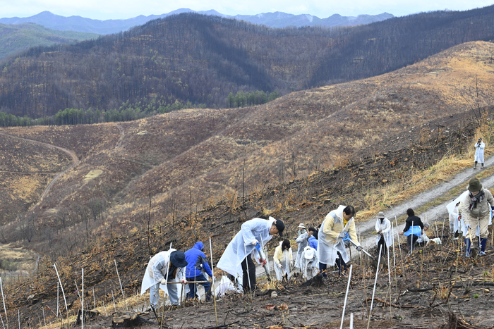 봄비가 내린 4일 오전 (사)평화의 숲 주최로 경북 안동시 풍천면 어담리에서 열린 안동 산불 피해지 나무 심기 행사에서 자원봉사자들이 나무를 심고 있다. 이날 나무 심기 행사는 자원봉사자 60여 명과 정부·유관기관이 함께 산불 저항성이 강한 활엽수 산벚나무와 산초나무 1천 그루를 식재했다.
이윤호기자 yoonhohi@yeongnam.com
