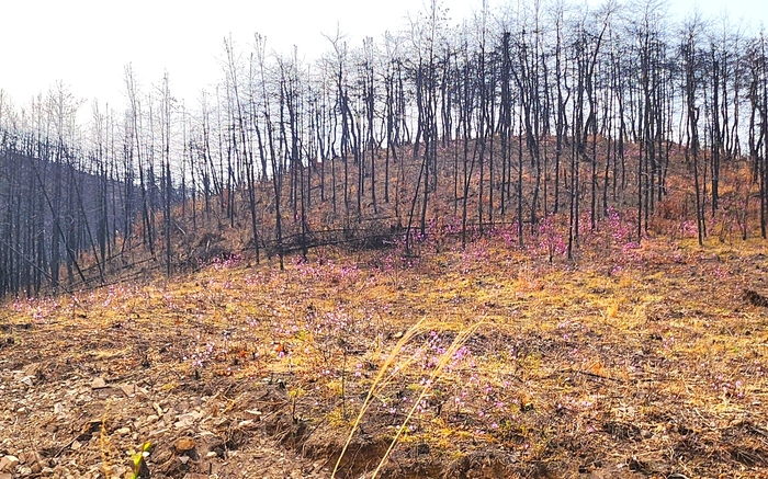 산불로 검게 탄 능선 아래 진달래가 피어 있다. 불에 탄 자리 위로 봄이 올라오고 있다.