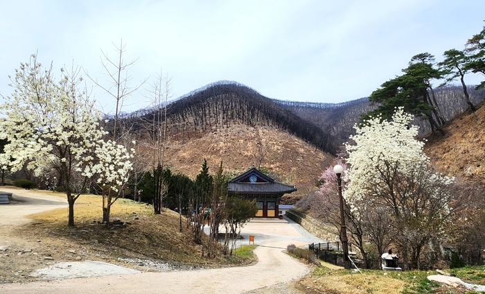 고운사 경내에 벚꽃이 핀 가운데 뒤편 능선에는 산불로 탄 흔적이 남아 있다. 회복과 상흔이 한 화면에 담겼다.