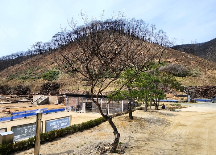 대웅보전 앞 능선이 산불로 대부분 소실된 가운데 일부 식생이 남아 있다. 당시 화재의 확산 양상이 엿보인다.