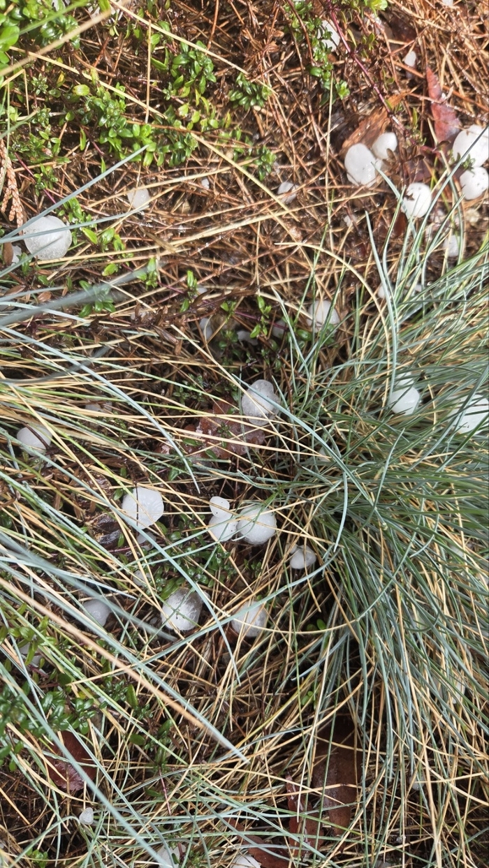 6일 오후 1시 50분쯤 대구 남구의 한 행정복지센터 앞에서 발견된 우박. 영남일보 독자 제공