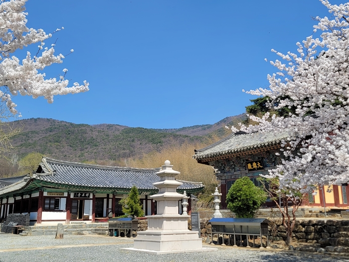 화사한 벚꽃 사이로 고즈넉하게 피어난 천년고찰 선석사의 전경