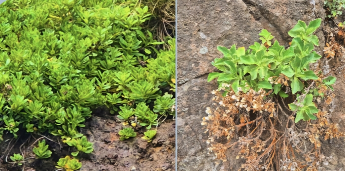 독도 바위틈에 뿌리 내린 섬기린초(왼쪽)와 지구상 유일하게 독도에 자생하는 쑥부쟁이. 이상기후와 사람의 발길이 잦아지면서 쑥부쟁이 등 독도 식물이 말라 누렇게 변해 있다. <홍준기 기자>