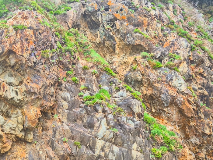 독도 절벽에는 섬기린초·쑥부쟁이 등 희귀 식물이 서식하고 있지만 상당수가 말라 가고 있다. <홍준기 기자>