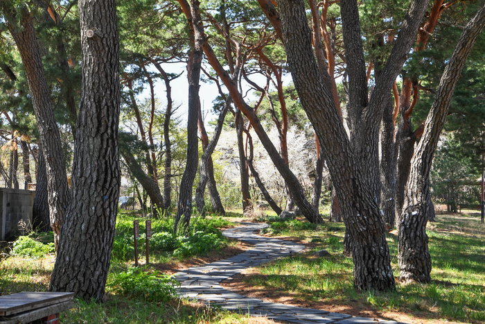 수많은 꽃과 나무가 있는 청하중학교에는 관송전이라는 공간도 있다. 관송전은 관 소유의 솔밭이라는 뜻인데 조선 세종대왕 때 바람과 홍수에 대비하고 관에서 쓰이는 목재 조달을 위해 조성됐다.
